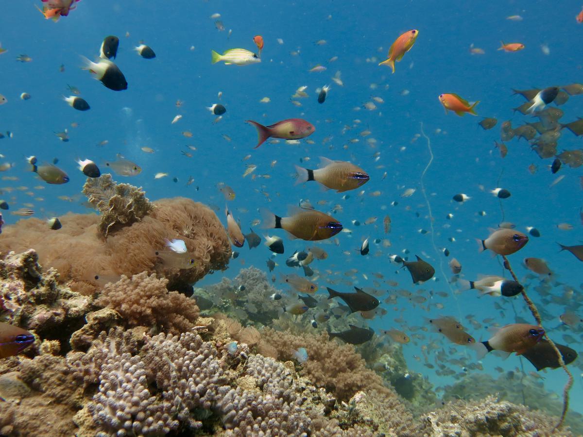 Emayani Beach Lodge Pangani Kültér fotó