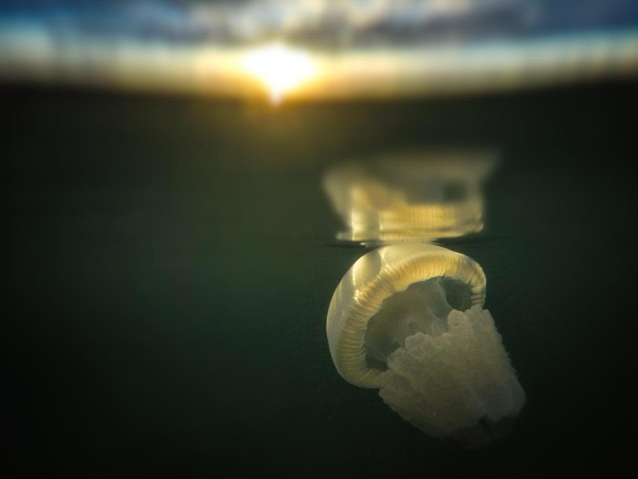 Emayani Beach Lodge Pangani Kültér fotó